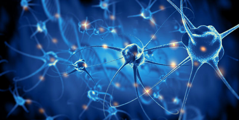 shutterstock neuronas 800x400